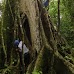Hike around Finca Neblina del Bosque - La Rampla, Nicaragua esteli-jinotega-miraflor_078.jpg
