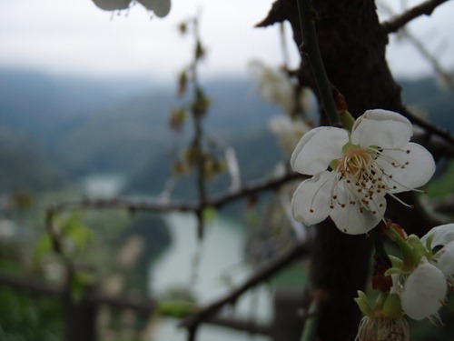 角板山-144