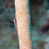 Whip Goby