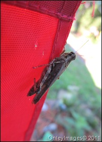 grasshopper-flag0711 (5)