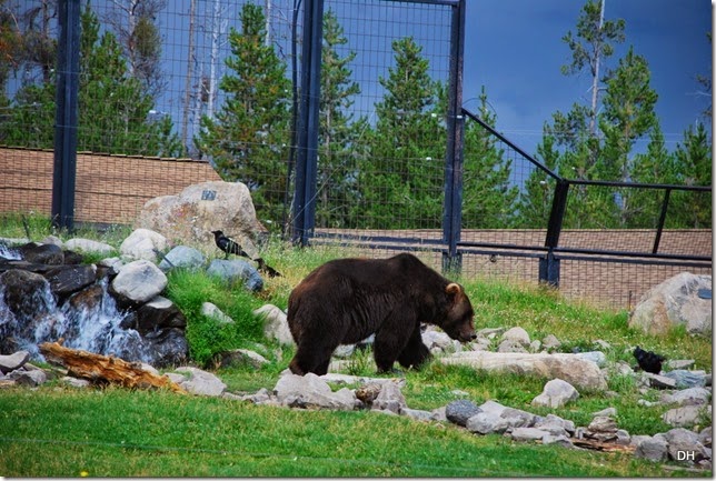 08-07-14 A Grizzly and Wolf Discovery Center (66)