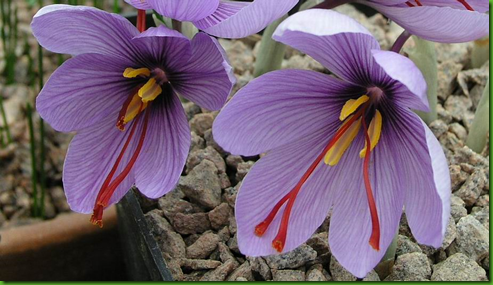 MANUAIS DE CULTIVO - PLANTAMUNDO: Crocus sativus - Açafrão Verdadeiro