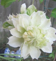 clematis white double 2013 odd one front view