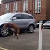 Funny Dogs Playing Sports Compilation 2014 funny dog videos
