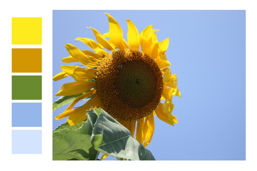 [Sunflower_SurfaceDesign_edited-1%255B4%255D.jpg]