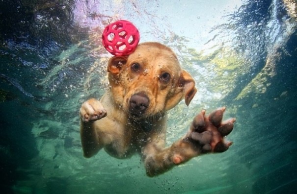 [underwaterdogsphotography143.jpg]