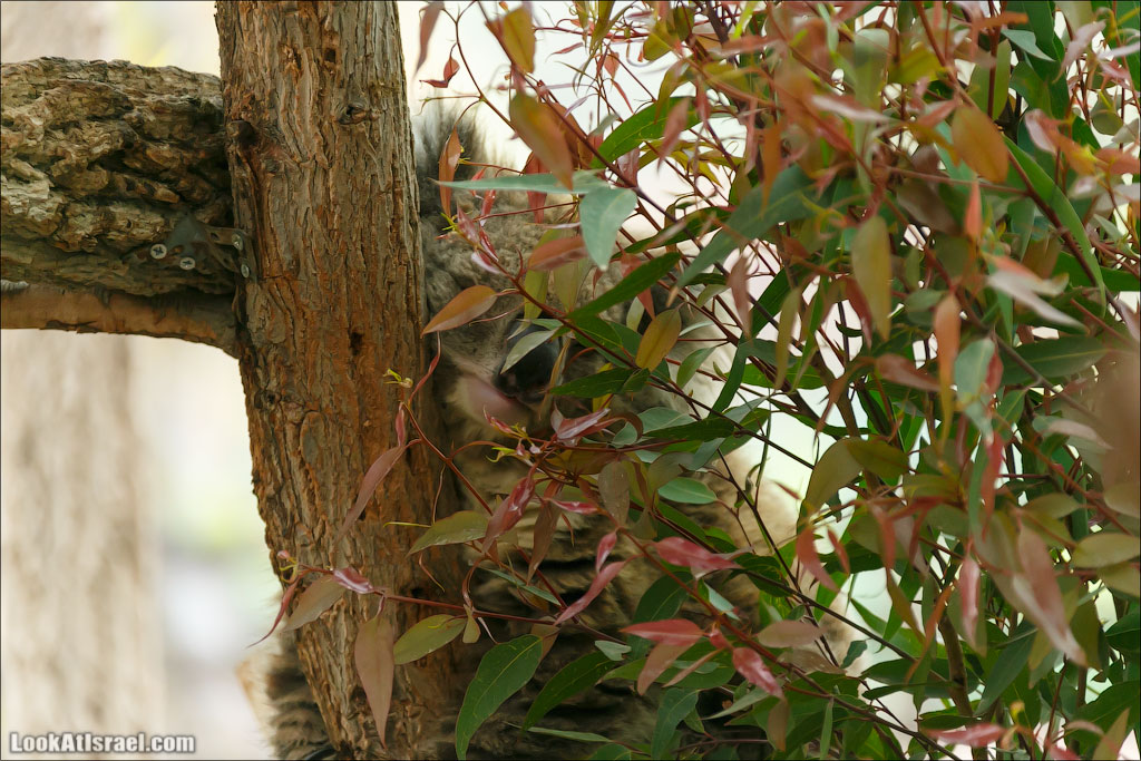 Ган Гуру - парк с кенгуру и другими австралийскими животными | Gan Guru | גן גורו | LookAtIsrael.com - Фото путешествия по Израилю