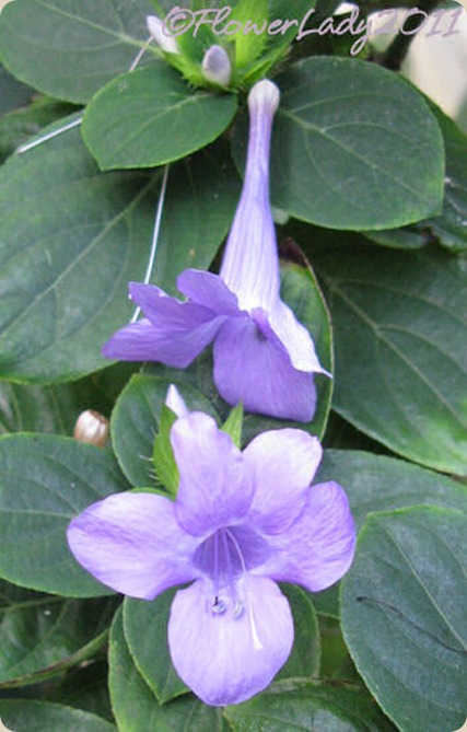 10-03-phillipine-violet3