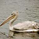 Pink-backed Pelican