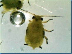 aphid_top800 aphid_top800