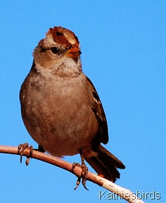 Kathie's whitecrowned sparrow 1-13-08