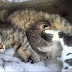 Funny Cats Compilation 2014 | July 2014 [New]