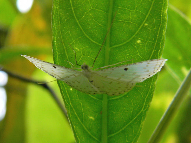 geometrid moth