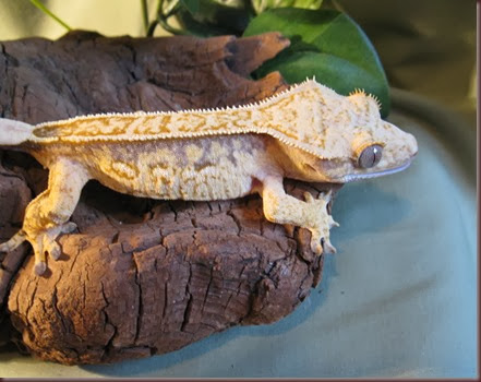 Amazing Animal Pictures crested geckos (5)