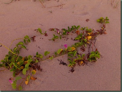 flowers at beach