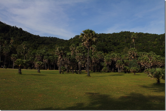 Original forest at Lanta National Park