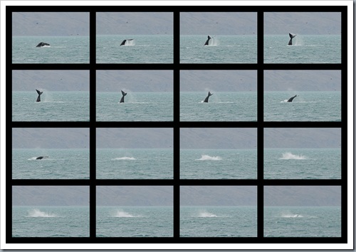 whale filmstrip 02