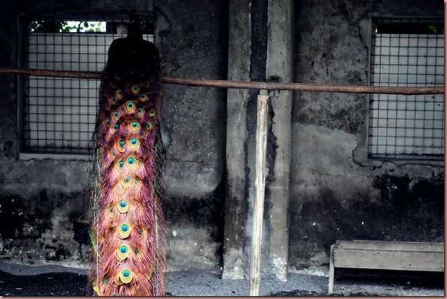 lonely peacock at peacock garden