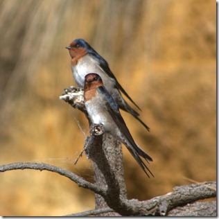 Welcome Swallows (Hirundo neoxena.)