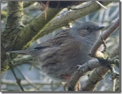 dunnock