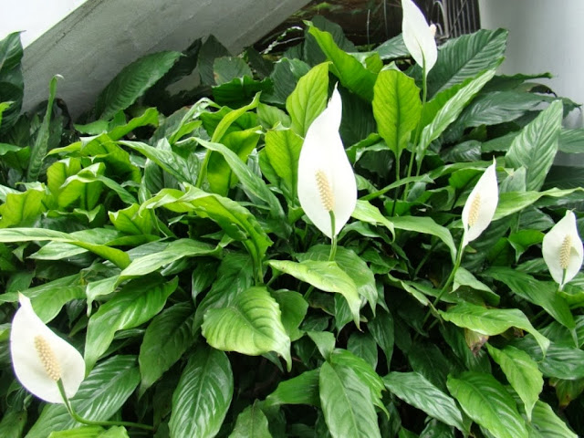 Cây lan Ý cay lan y