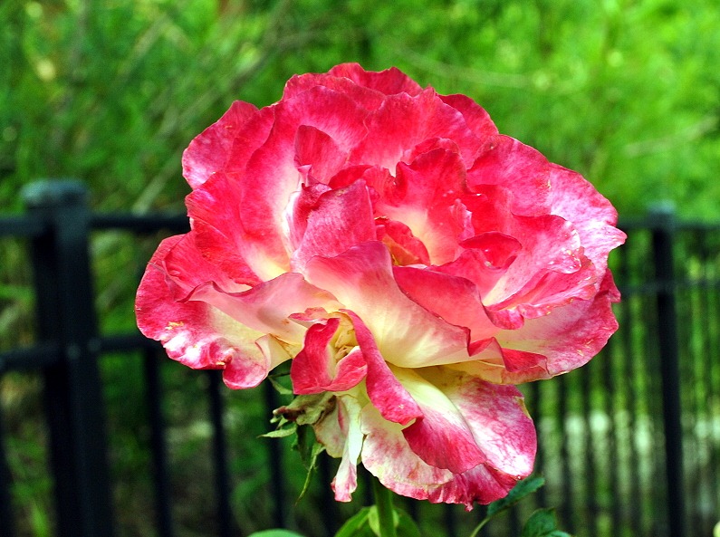 [04f2---Flowers-in-the-Rose-Garden2.jpg]