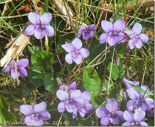 1-dog-violets