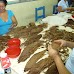 Cigar Factory Nicasa - Estelí, Nicaragua esteli-jinotega-miraflor_015.jpg