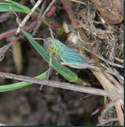 27-Cicadella-viridis
