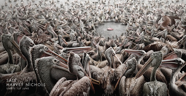 Hn sale pelicans ad