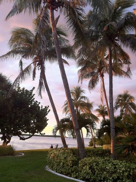 [palms%255B4%255D.jpg]