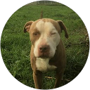 Image Google de Trevor .Raggy