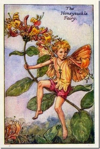 Honeysuckle-Flower-Fairy