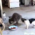 Raccoon Steals Cat Food Funny animals, comedy, dogs, cat   BEst Funny Cats