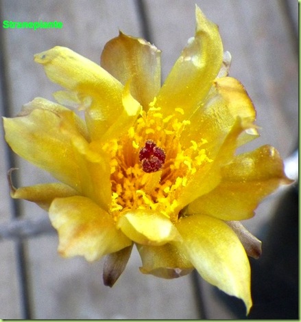 Pterocactus tuberosus fiore