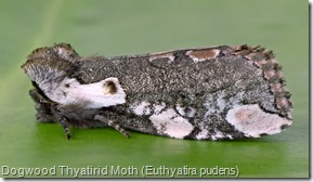 Dogwood Thyatirid Moth (Euthyatira pudens) (1)