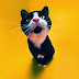 Funny Cat Videos - Episode 1 : Funny Cats - Funny Animals - Fail Compilation - Cats Fails