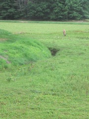 7.26.2012 deer on morse bros bog head down eating when I first saw him