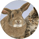 Image Google de HUET maurice