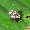 Lacewig Larvae