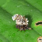 Lacewig Larvae