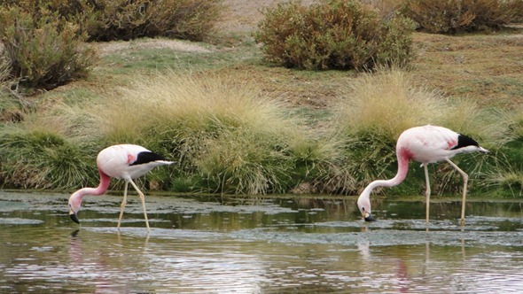 Flamingos no Salar de Tara