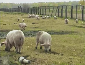 На что потратил грант?