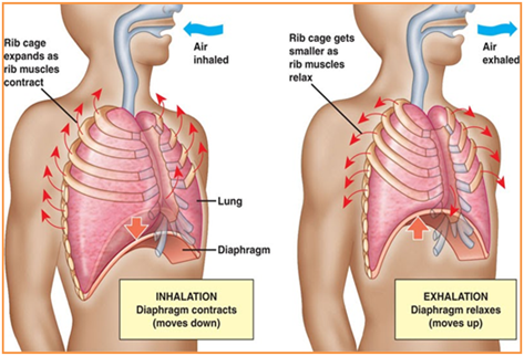 ilustrasi pernafasan perut, diafragma, dada