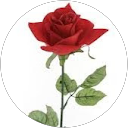 Image Google de Sophie Blanc