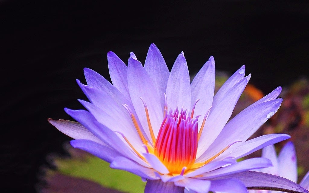 [flor-purpura-macro-349%255B6%255D.jpg]