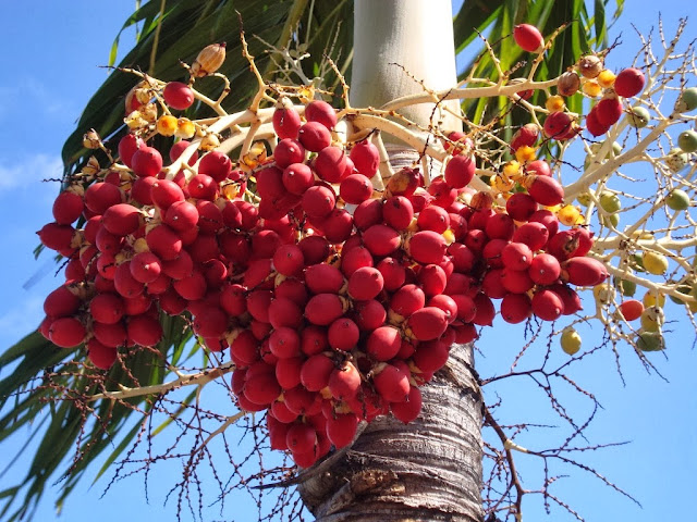 Cây cau quả (trái) đỏ cay cay cau qua do