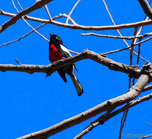 4. redstart-kab