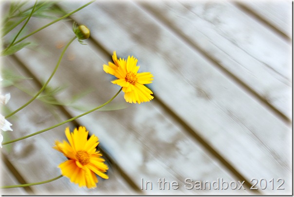 Coreopsis negative space