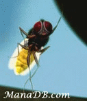 Eega-3.gif